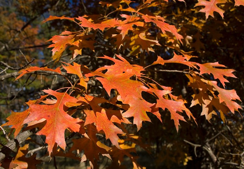 autumn 5.jpg